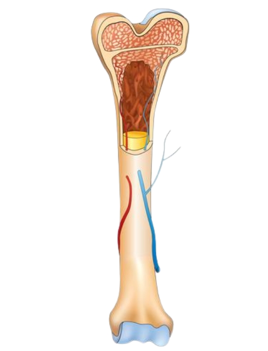 Bone Marrow Transplant